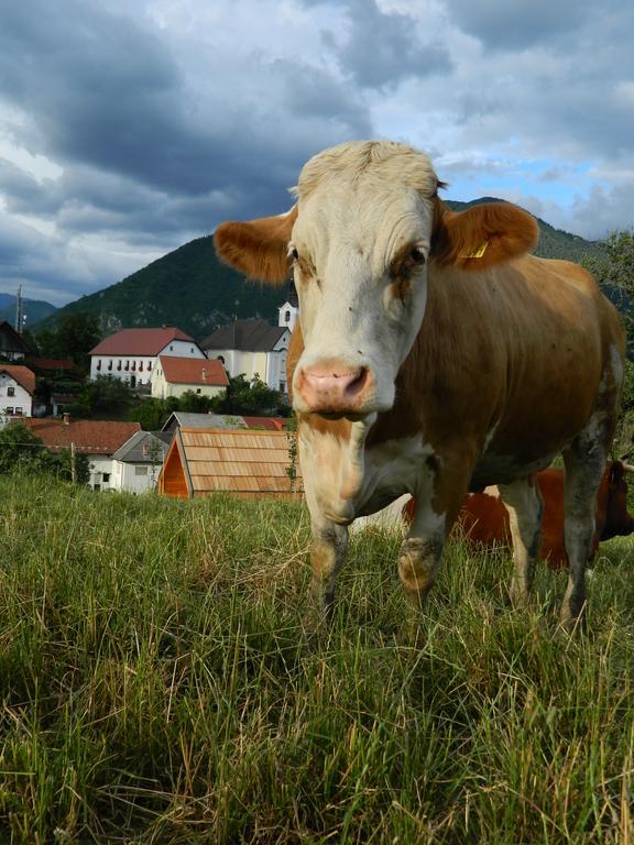 Farm stay Glamping Organic Farm Slibar